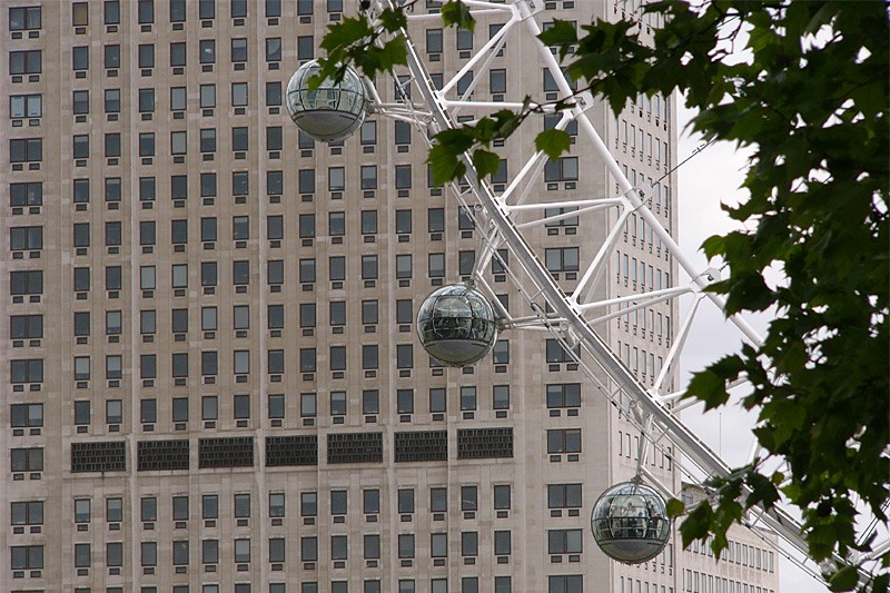 londoneyetree.jpg